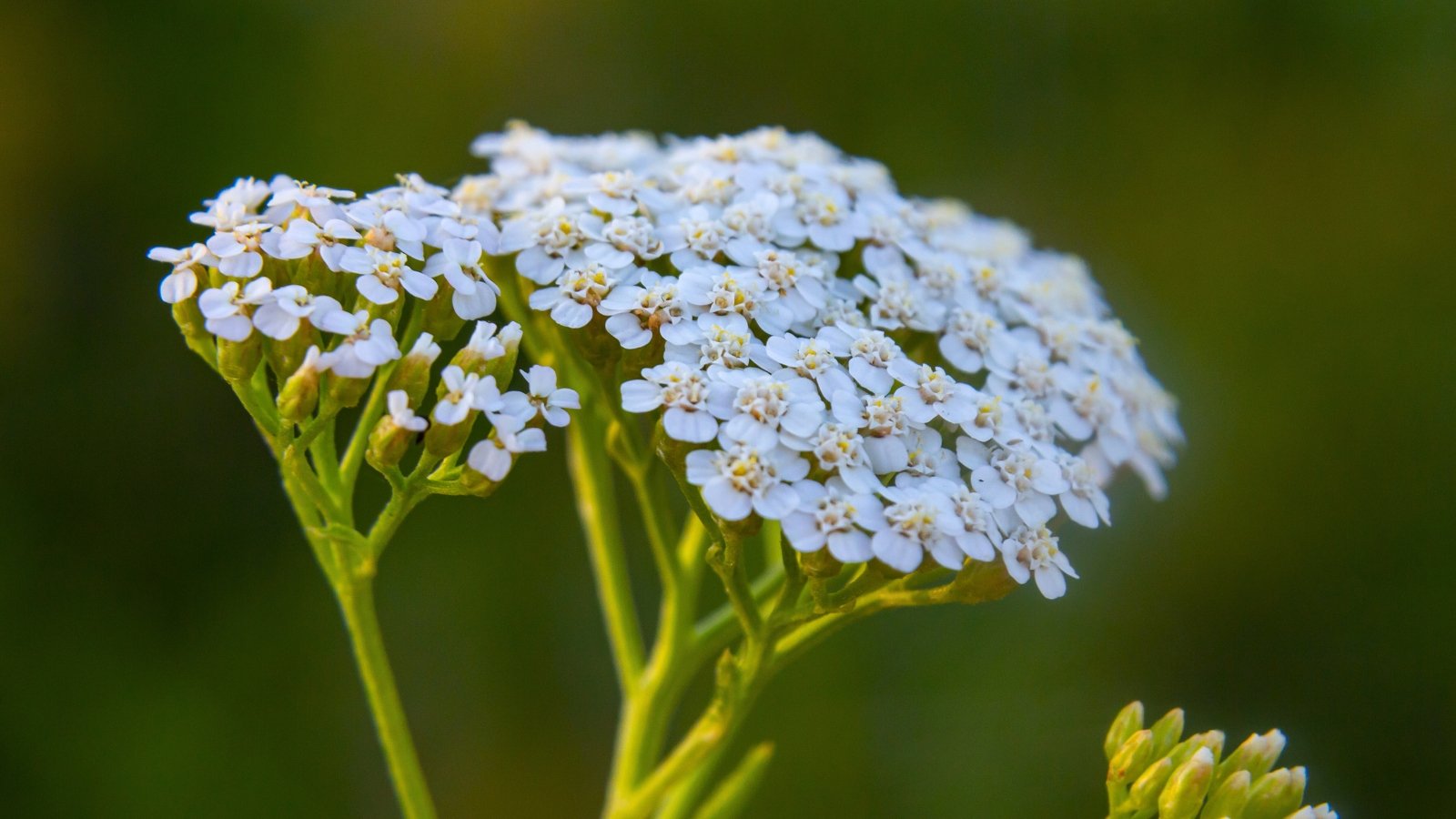 A flat-topped cluster of tiny white and cream-colored flowers with small yellow centers grows on slender green stems.
