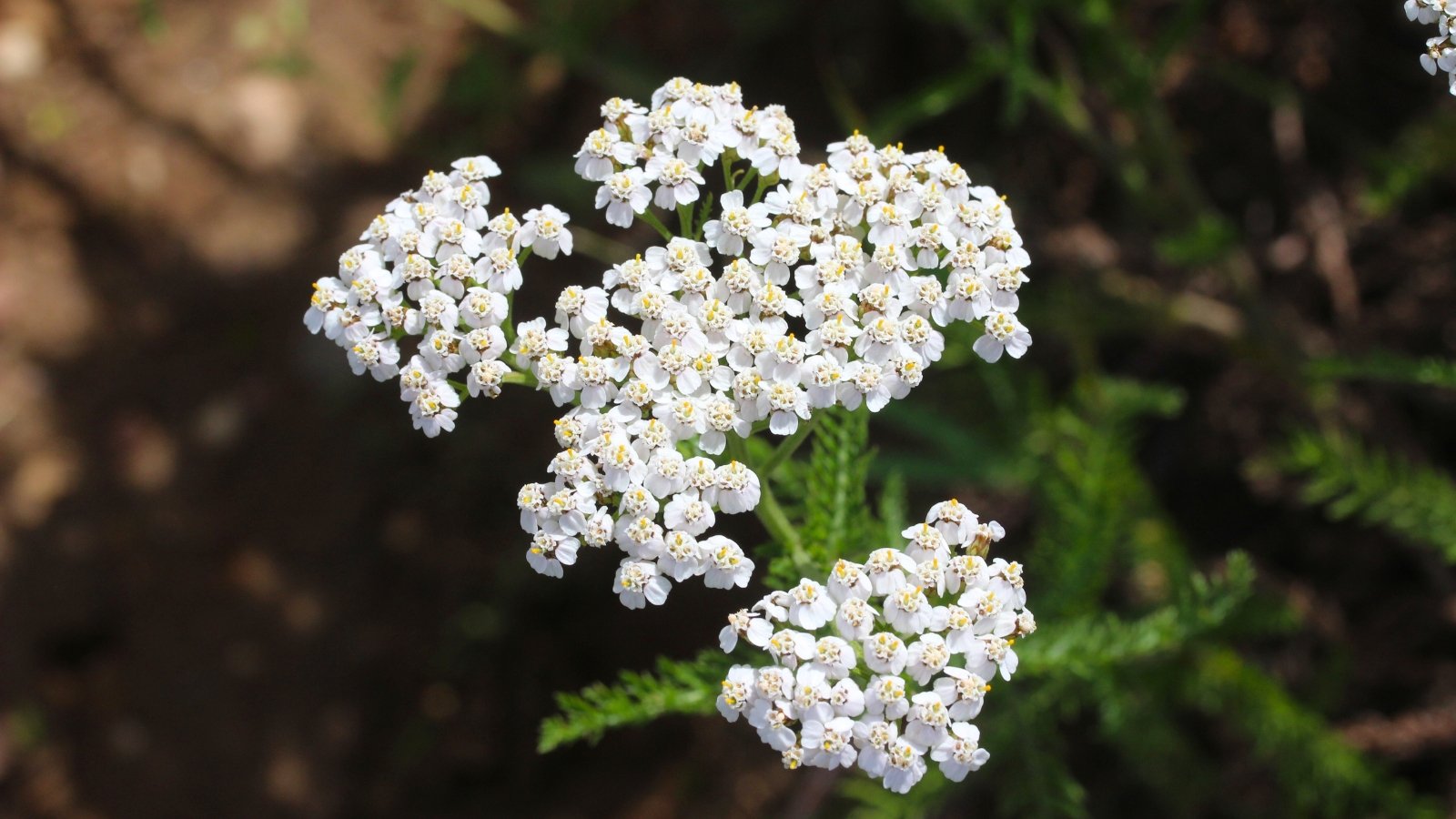 A dense, flat-topped cluster of tiny white flowers with visible yellow centers is shown on a slender green stem.