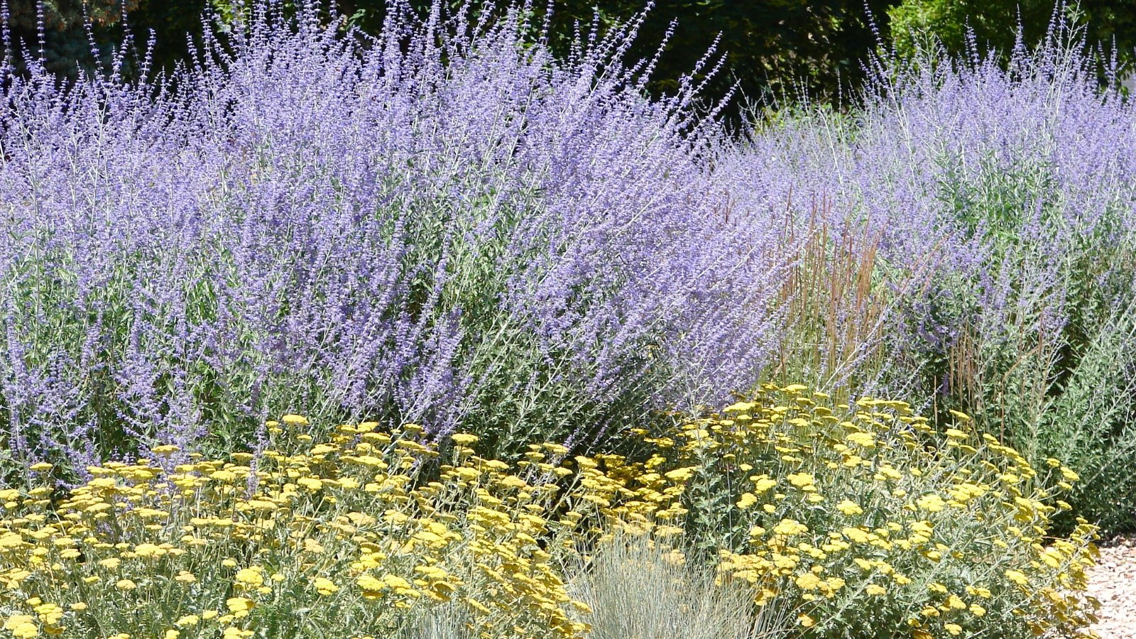 A garden bed displays bright mustard-yellow flat-topped flowers in the foreground, with a dense backdrop of tall, hazy lavender-purple spires.