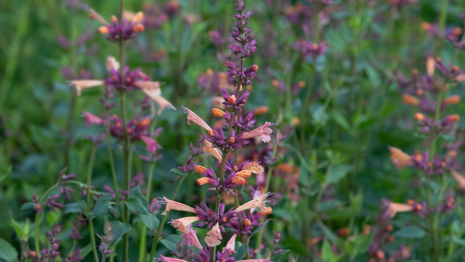 Agastache rupestris plant that shed blooms, having small pieces of flowers attached to the stem