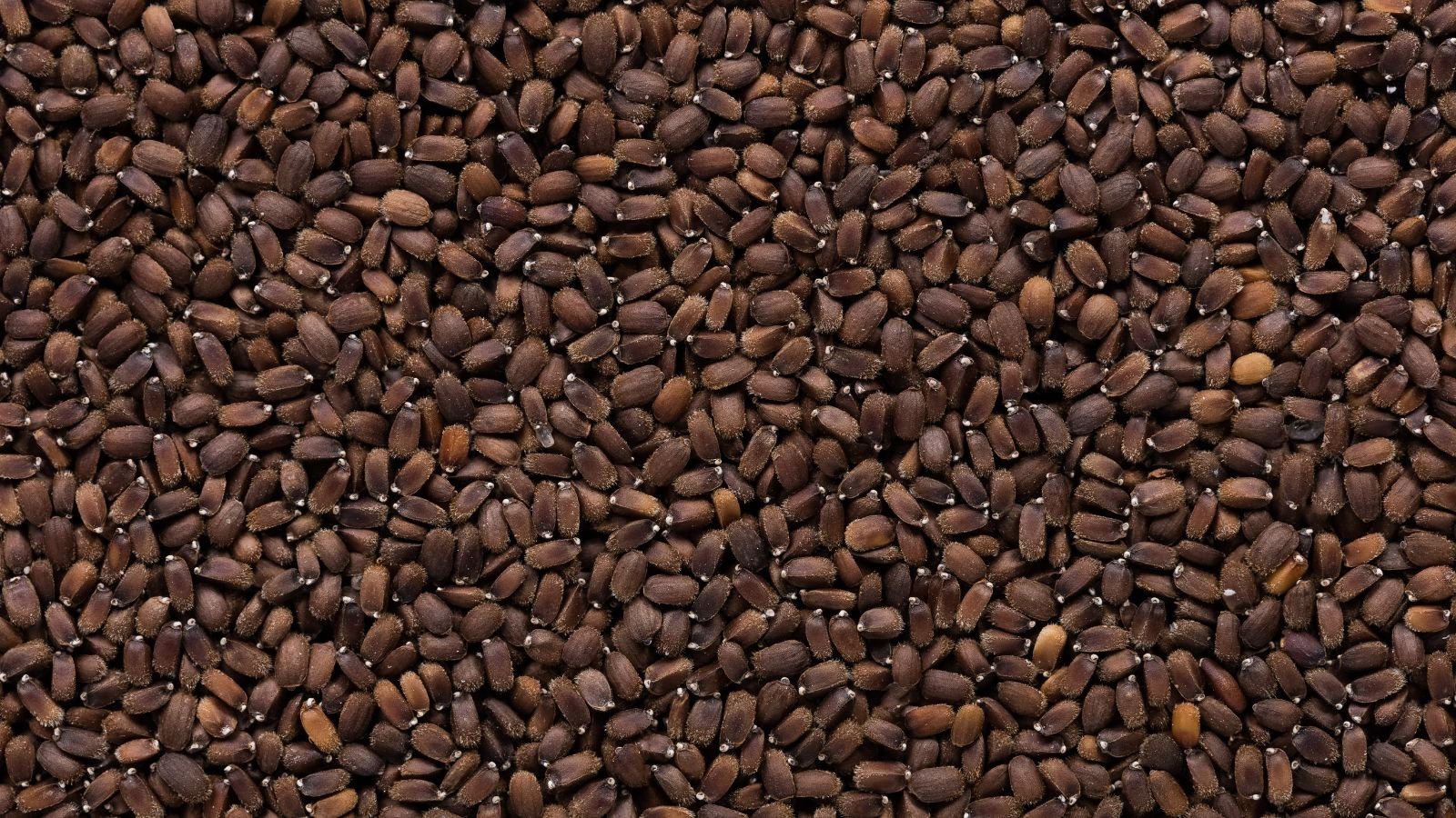 Many Agastache rupestris seeds placed in a pile appearing small pieces of dark brown bits