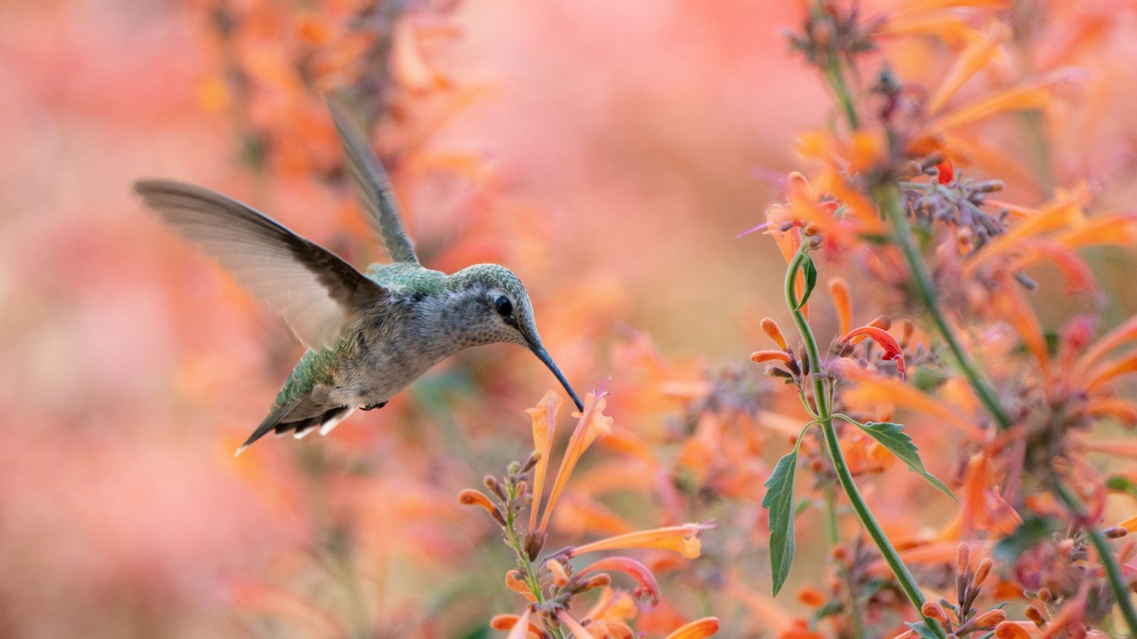 An area with Agastache rupestris plants with orange blooms attached to deep green stems