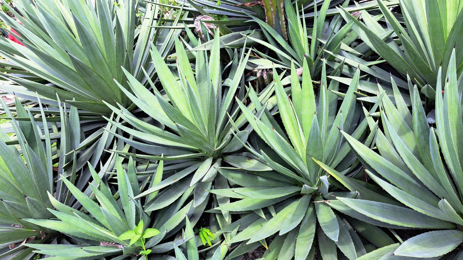 A dense arrangement of large, succulent, spiky-tipped gray-green leaves forms multiple rosettes.