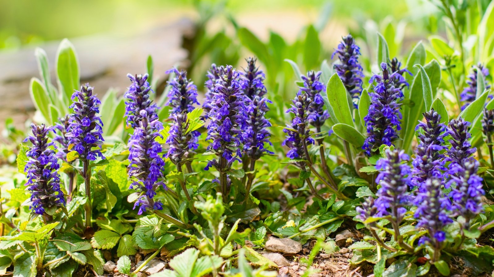 Upright spires of tiny, tightly packed purple-blue flowers rise above a rosette of dark green, slightly bronzed basal leaves.