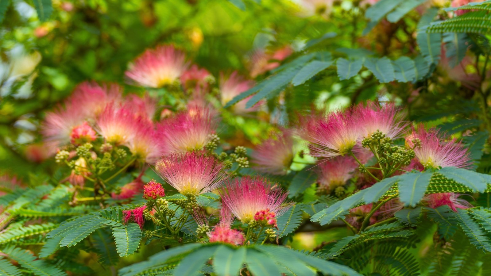 Delicate, feathery pink and white blossoms with numerous fine filaments emerge from green foliage, some still in bud form.