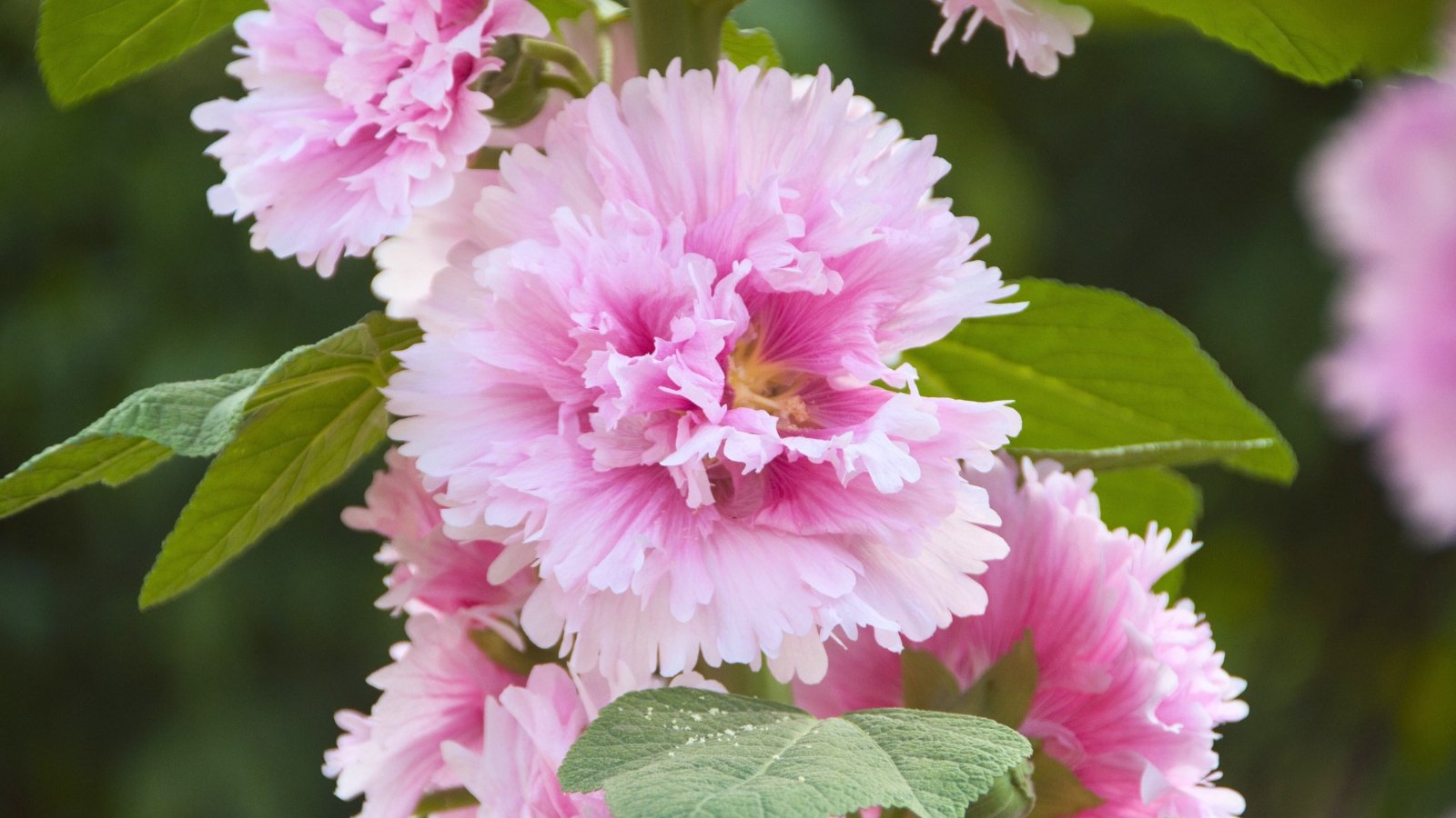 Close-up of lush, ruffled double pink blossoms with creamy centers and soft green leaves.