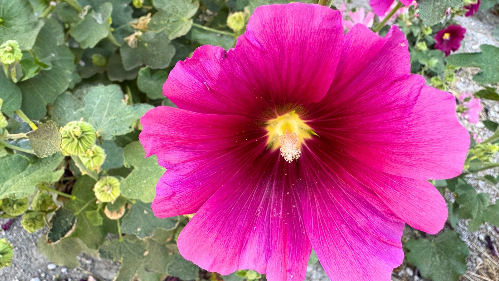 A single, brilliant cerise flower with a yellow and white center, surrounded by soft green foliage.