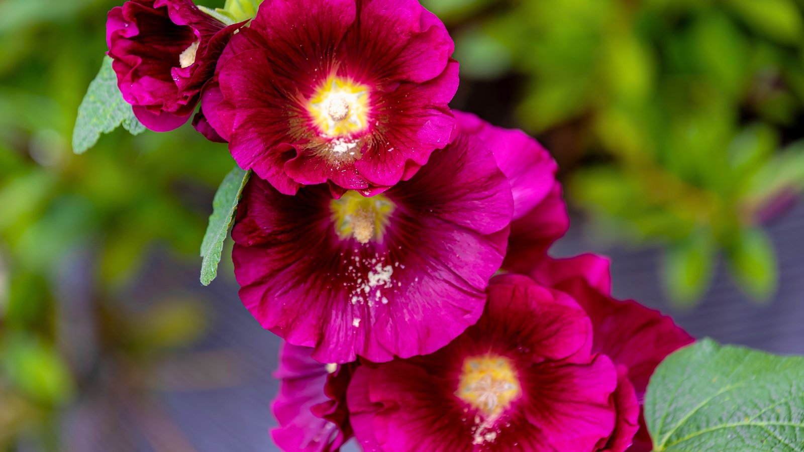 A vertical arrangement of deep burgundy flowers with bright yellow, pollen-dusted centers.