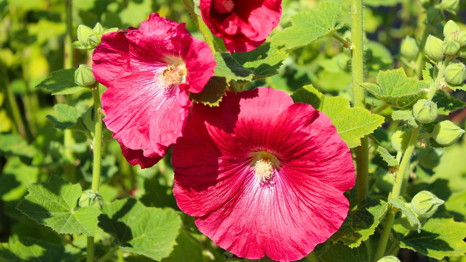 Two vibrant red flowers with yellow centers surrounded by green, fuzzy leaves and buds.