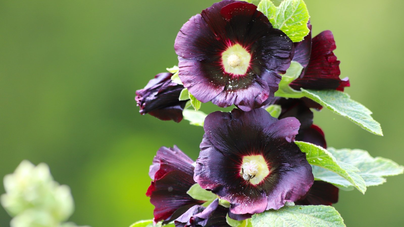 Dark, almost black, single blossoms with luminous yellow-green centers arranged vertically against a soft green background.