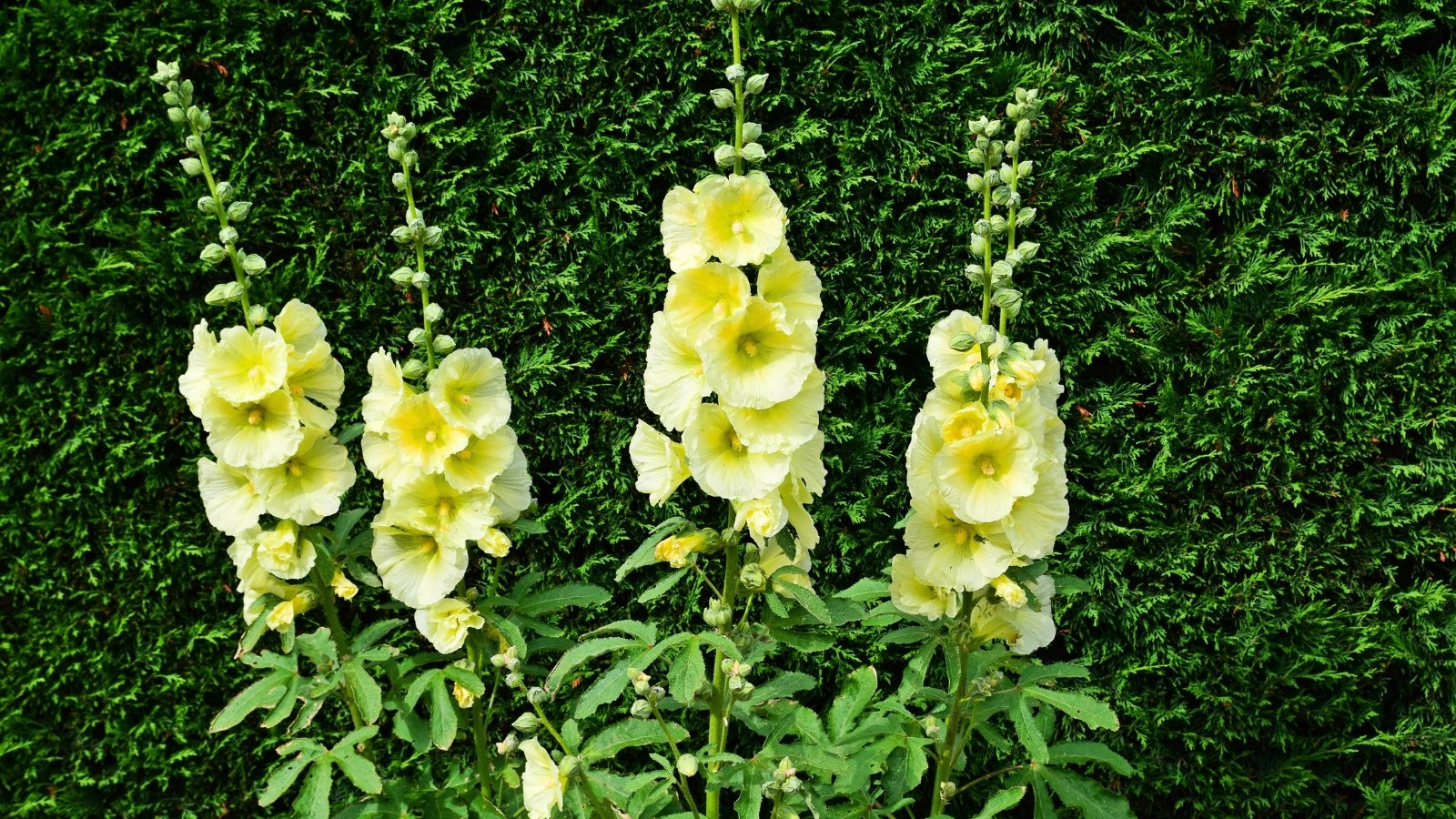 Four vertical stalks of pale yellow, cup-shaped flowers with deeper yellow centers against a dark green hedge.