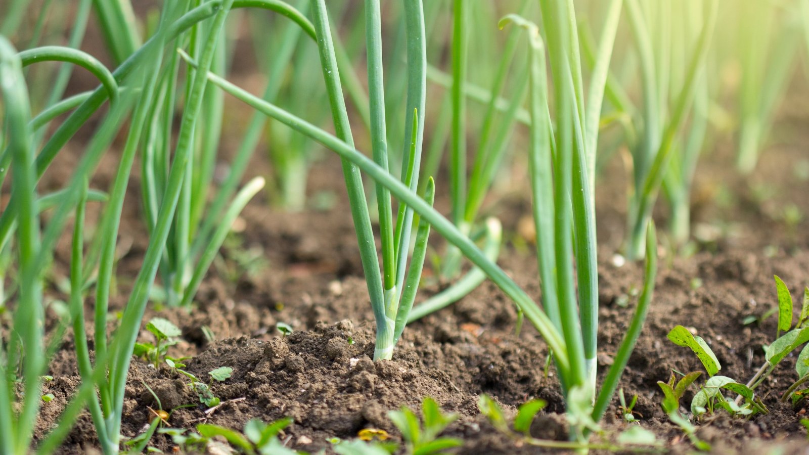 Tall, tubular green stalks with narrow, blade-like leaves grow upright in tidy rows.
