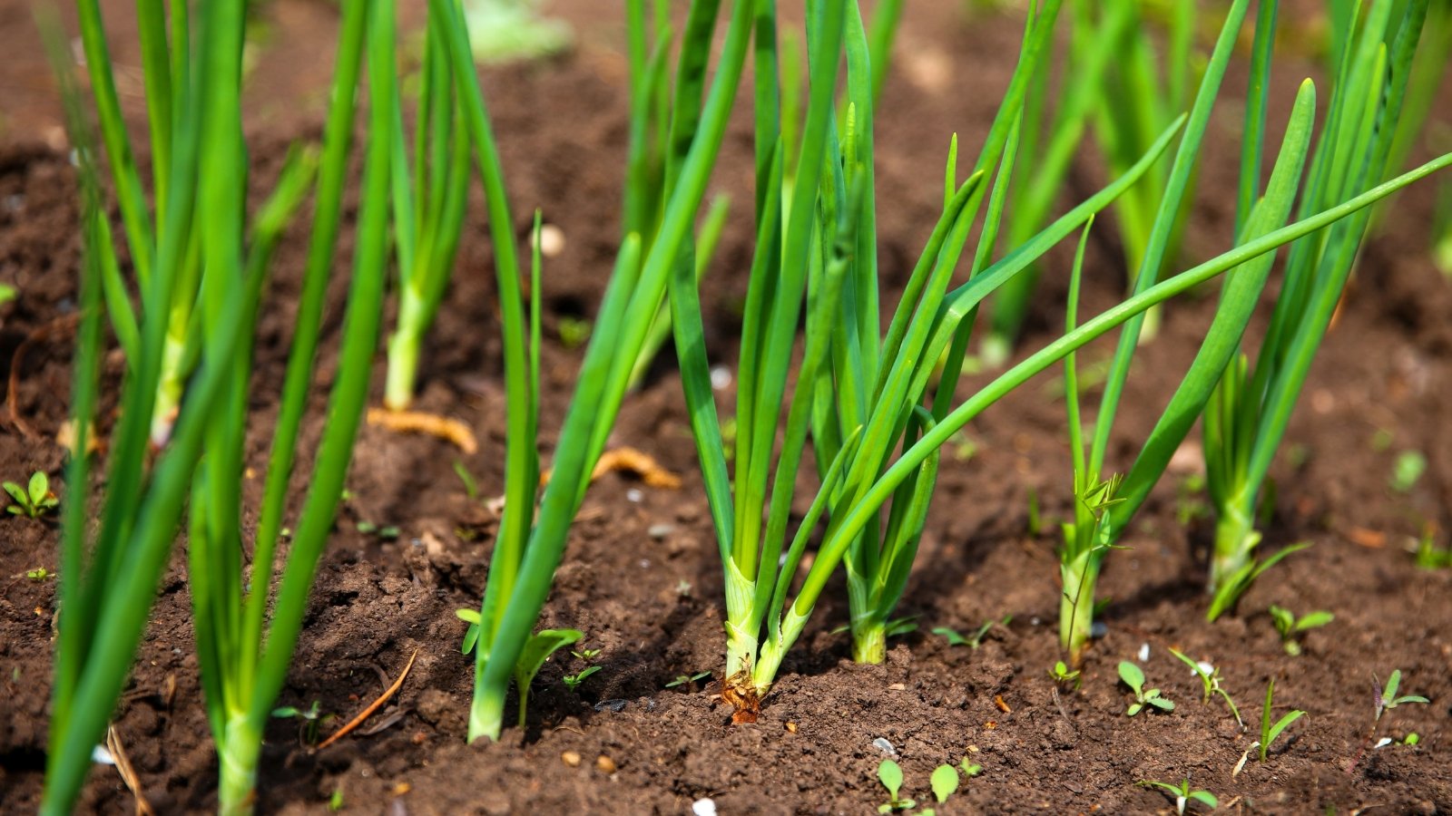 Tall, slender green stalks with hollow interiors rise from a cluster of tubular, grass-like leaves.