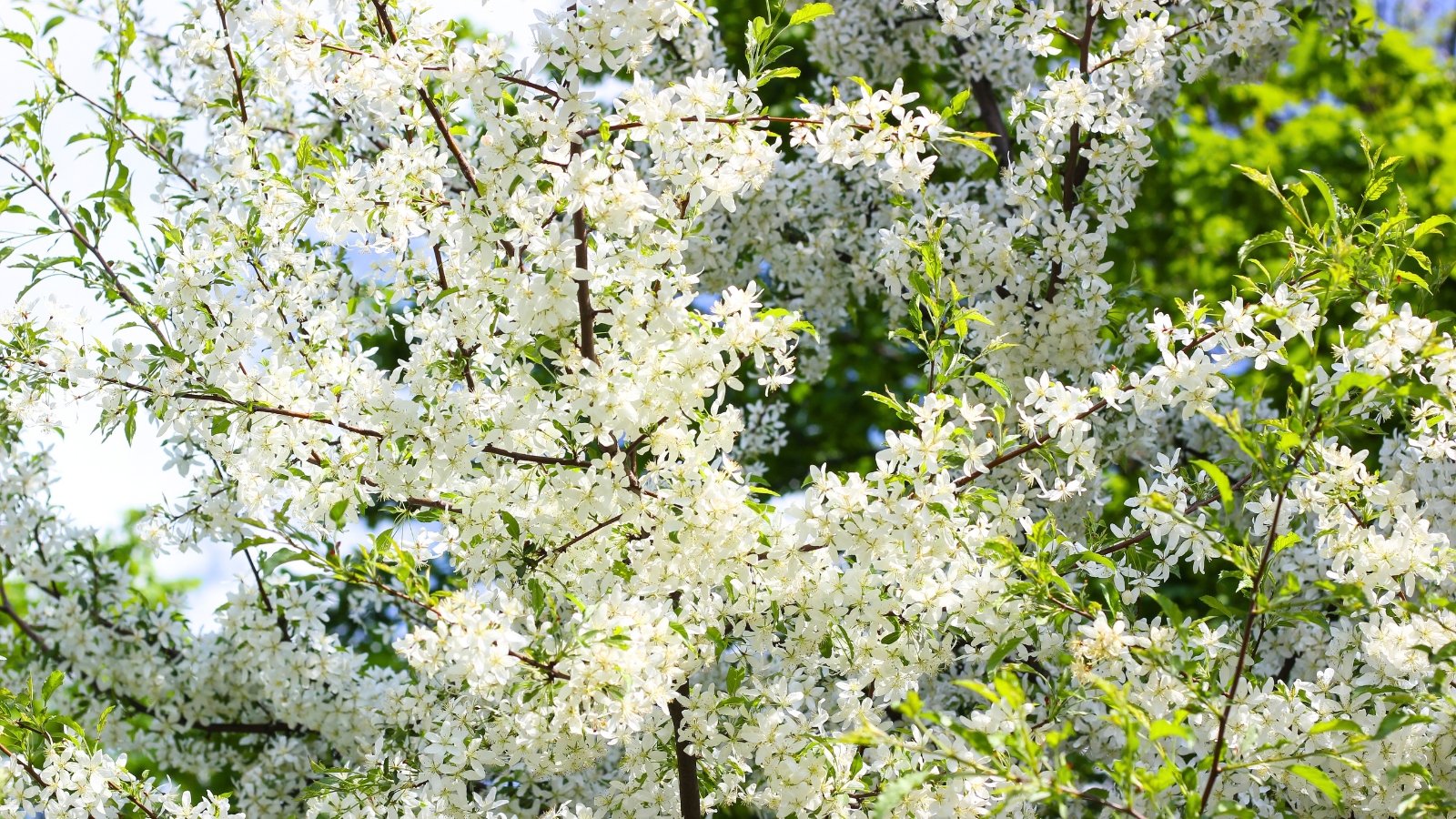 A dense profusion of small, five-petaled white flowers covers dark branches, with hints of bright green leaves.