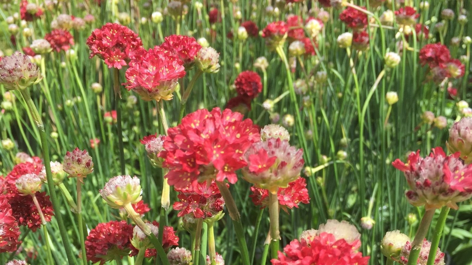 An area abundant in scarlet flowerheads with countless buds scattered beside blooming plants