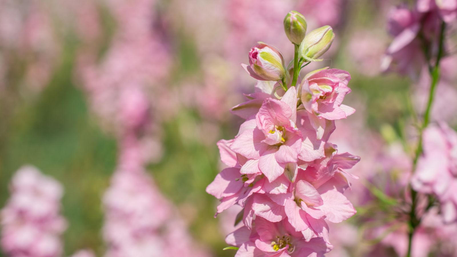 An area covered in lovely container delphiniums in pots or containers with tower-like blooms, appearing to have lovely pink flowers