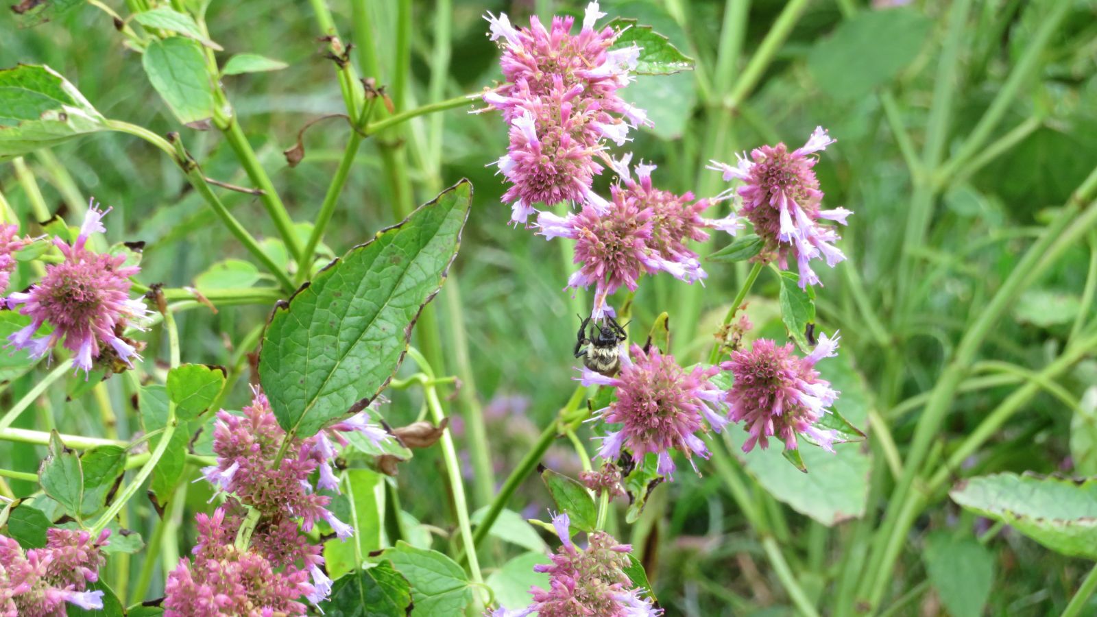 An area with Agastache rupestris plants, having seed heads with flowers shed off