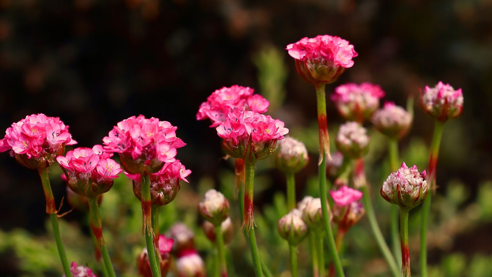 An area with lovely sea thrifts starting to bloom, with each head having delicate scarlet petals