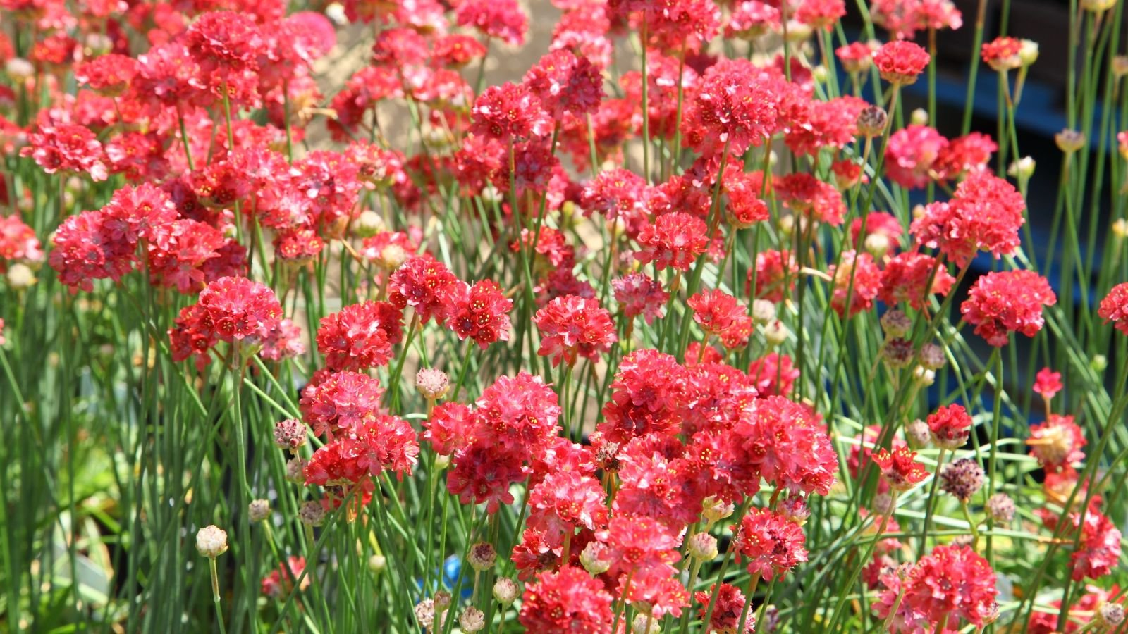 An area with many scarlet thrift flowers looking healthy and thriving under the sunlight
