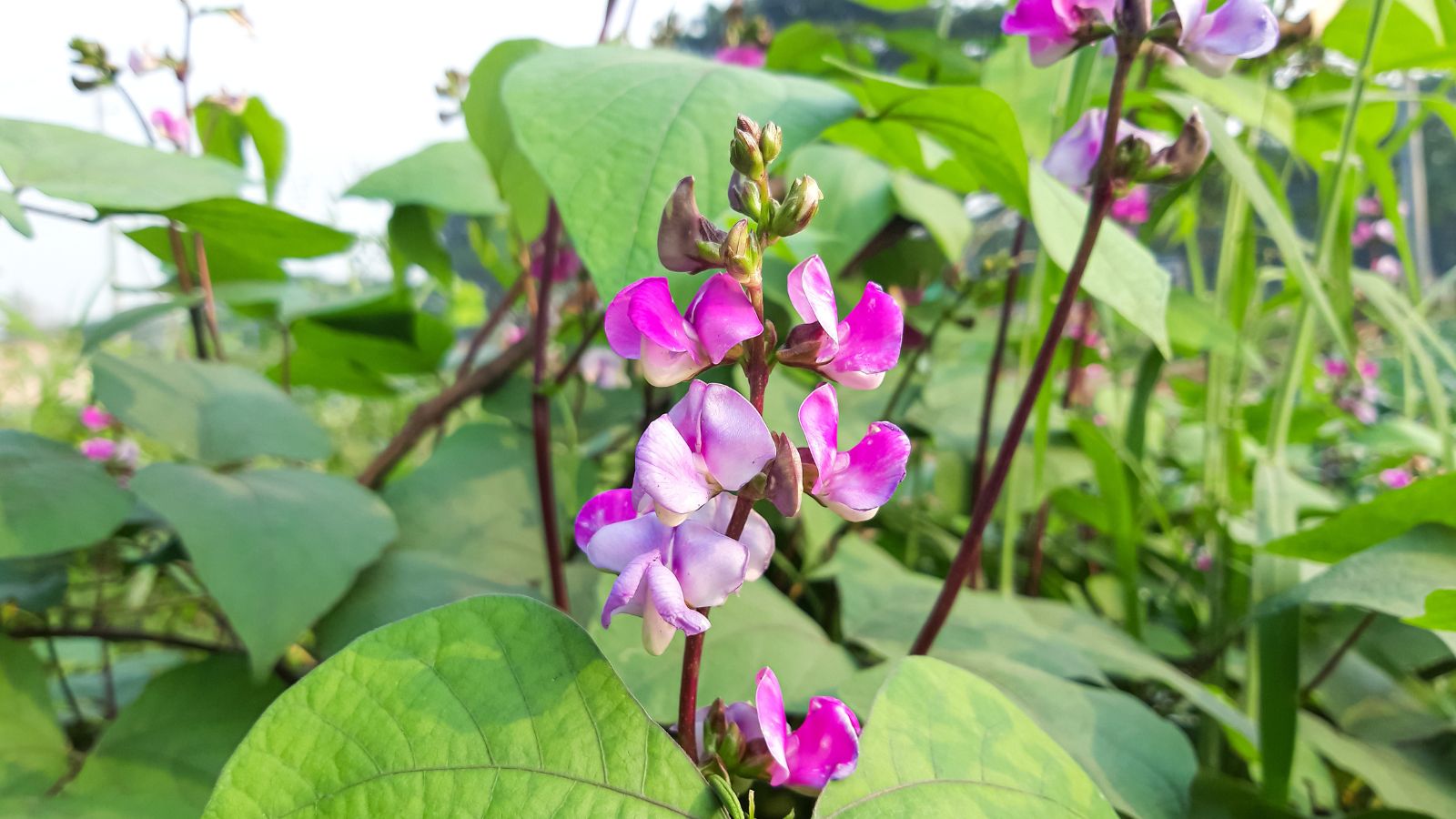 An area with multiple Lablab purpureus plants, with lovely blooms having soft purple petals