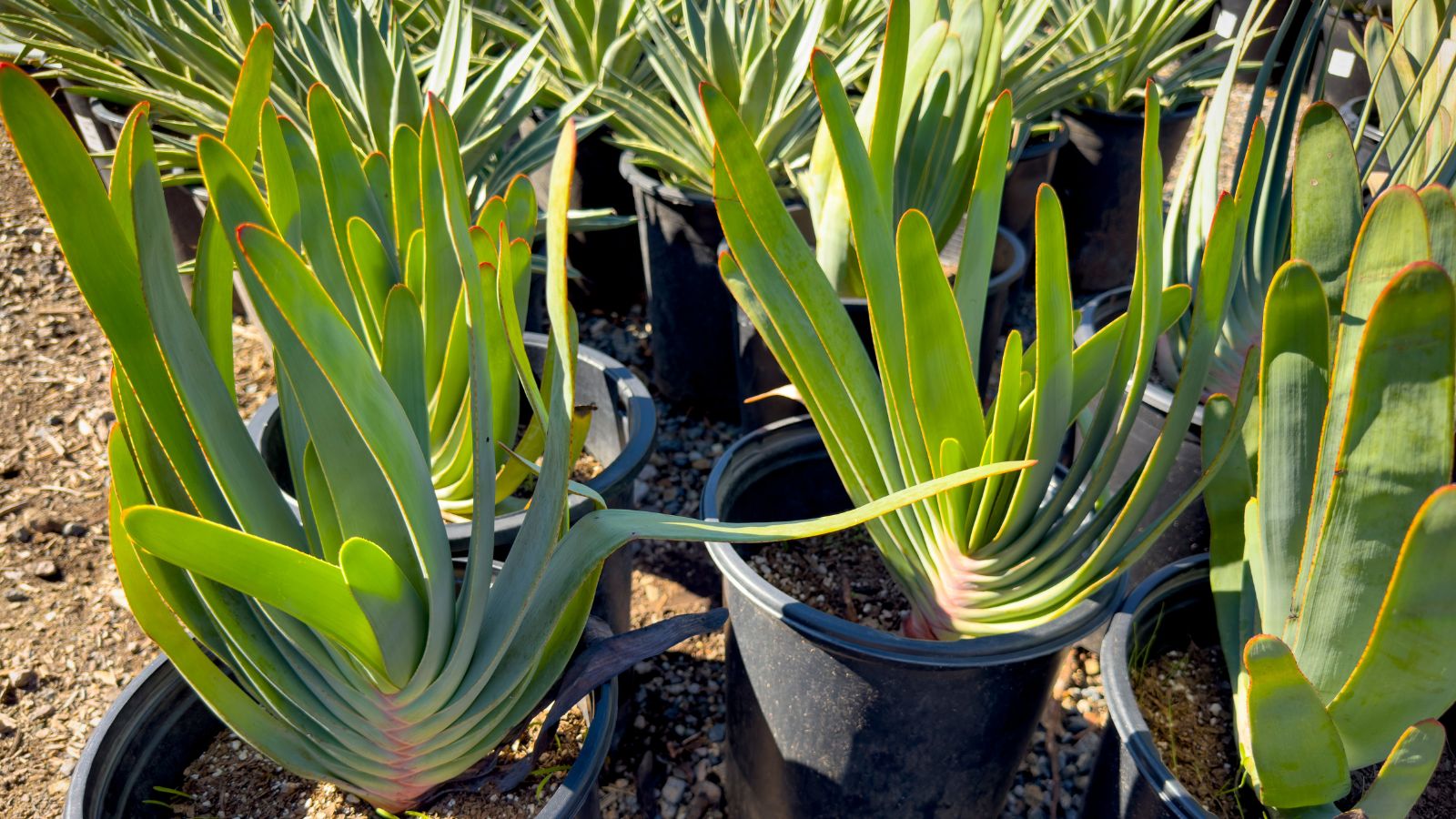 An area with small Kumara plicatilis plants placed in small black containers under the warm sunlight