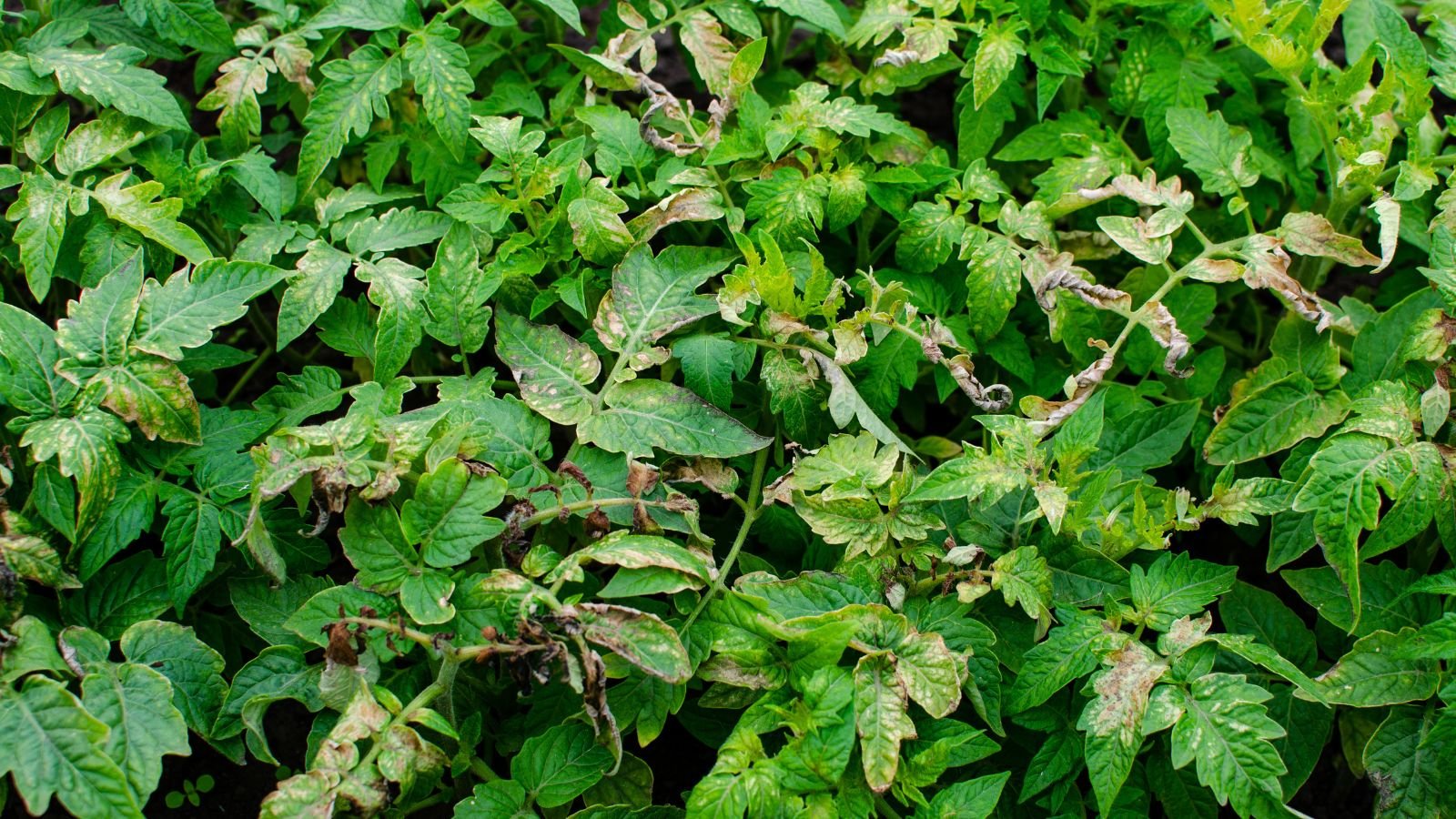 An overhead and close-up shot of a composition of excessive leaf growth of a crop due to excess nitrogen