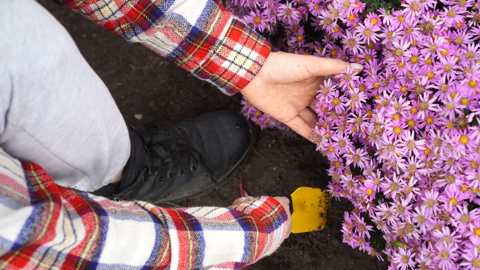 An overhead and close-up shot of a person in the process of digging out pink-purple flowers placed in a well lit area outdoors