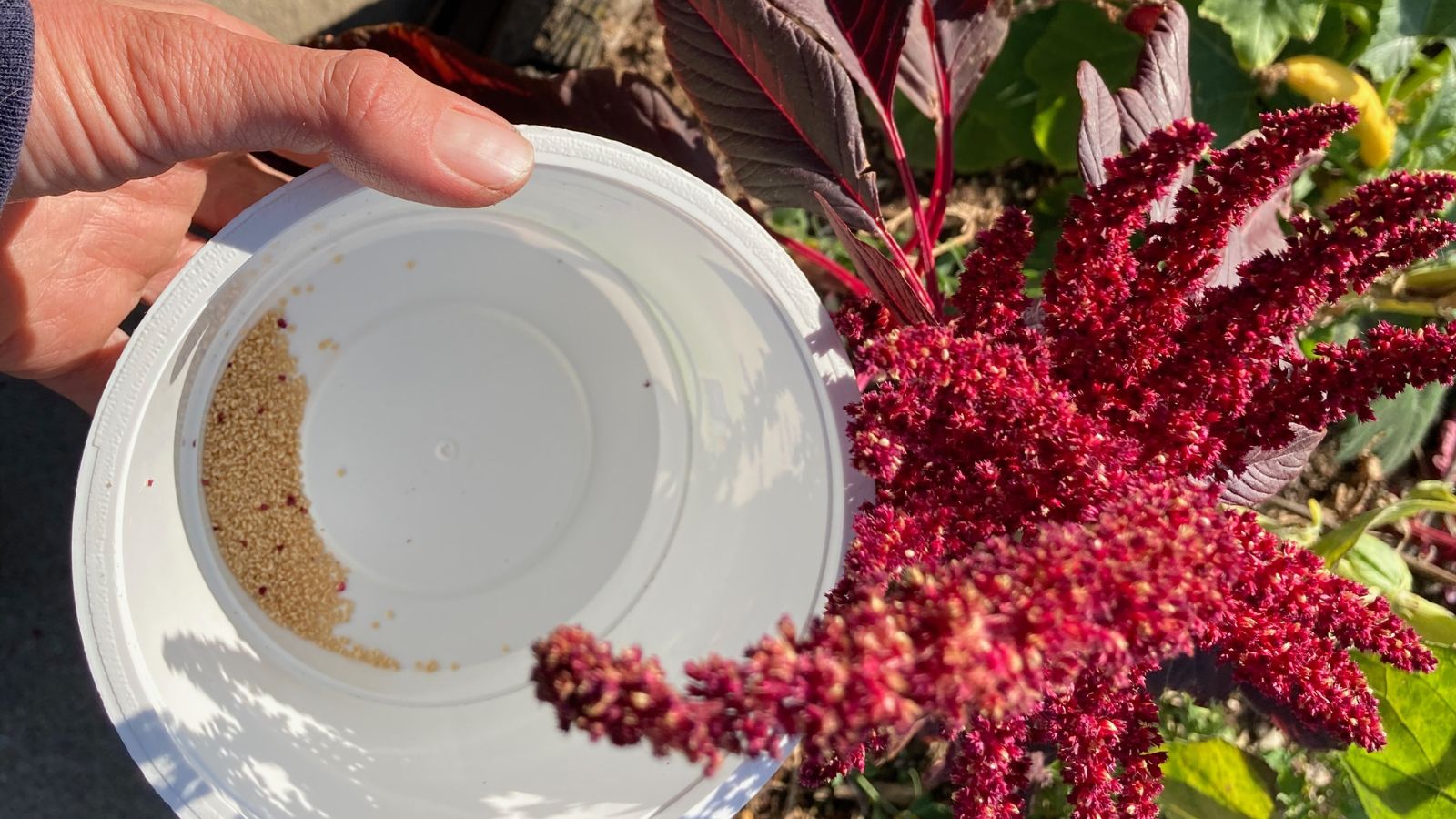 An overhead and close-up shot of a person in the process of harvesting seeds of a flower situated in a well lit area outdoors