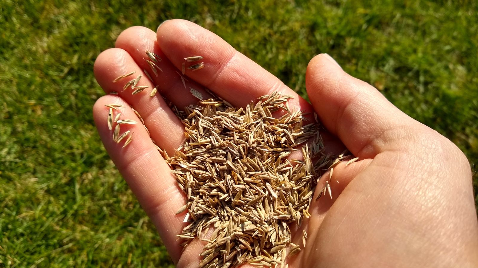 An overhead and close-up shot of a person's hand holding a pile of small seeds of an ornamental plant all situated in a well lit area outdoors