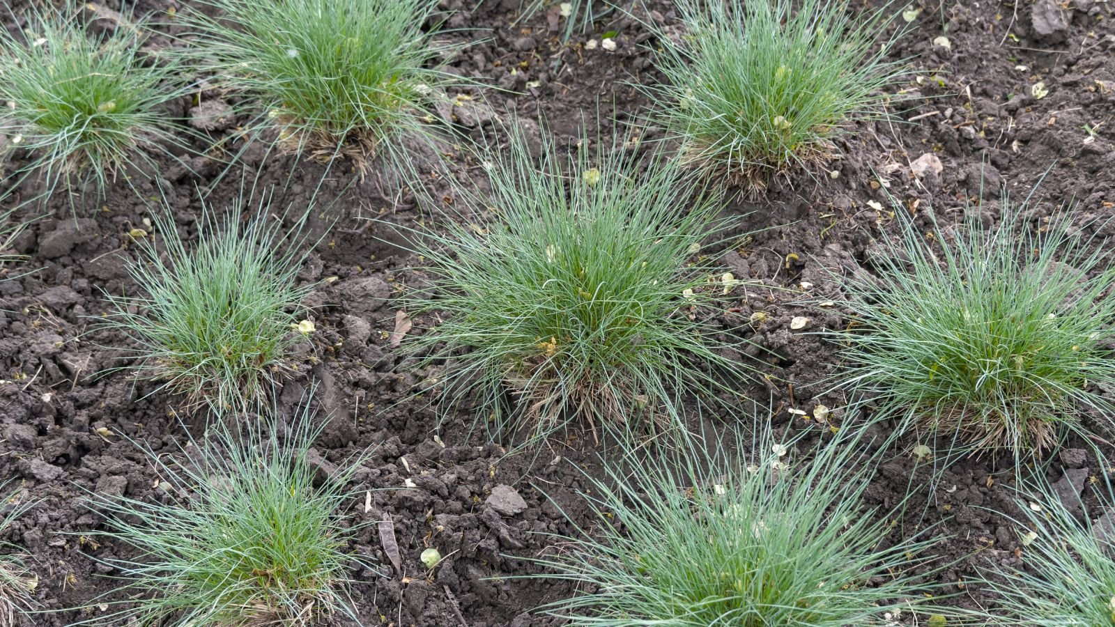 An overhead and close-up shot of a small composition of developing newly transplanted seedlings, all situated in rich soil outdoors