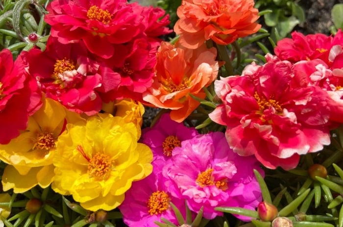 An overhead and close-up shot of a small composition of vibrant colored blooms and green foliage, showcasing no water flowers