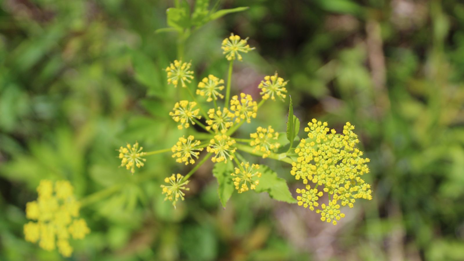 An overhead and close-up shot of a small composition of yellow flowers atop slender stems placed in a well lit area outdoors