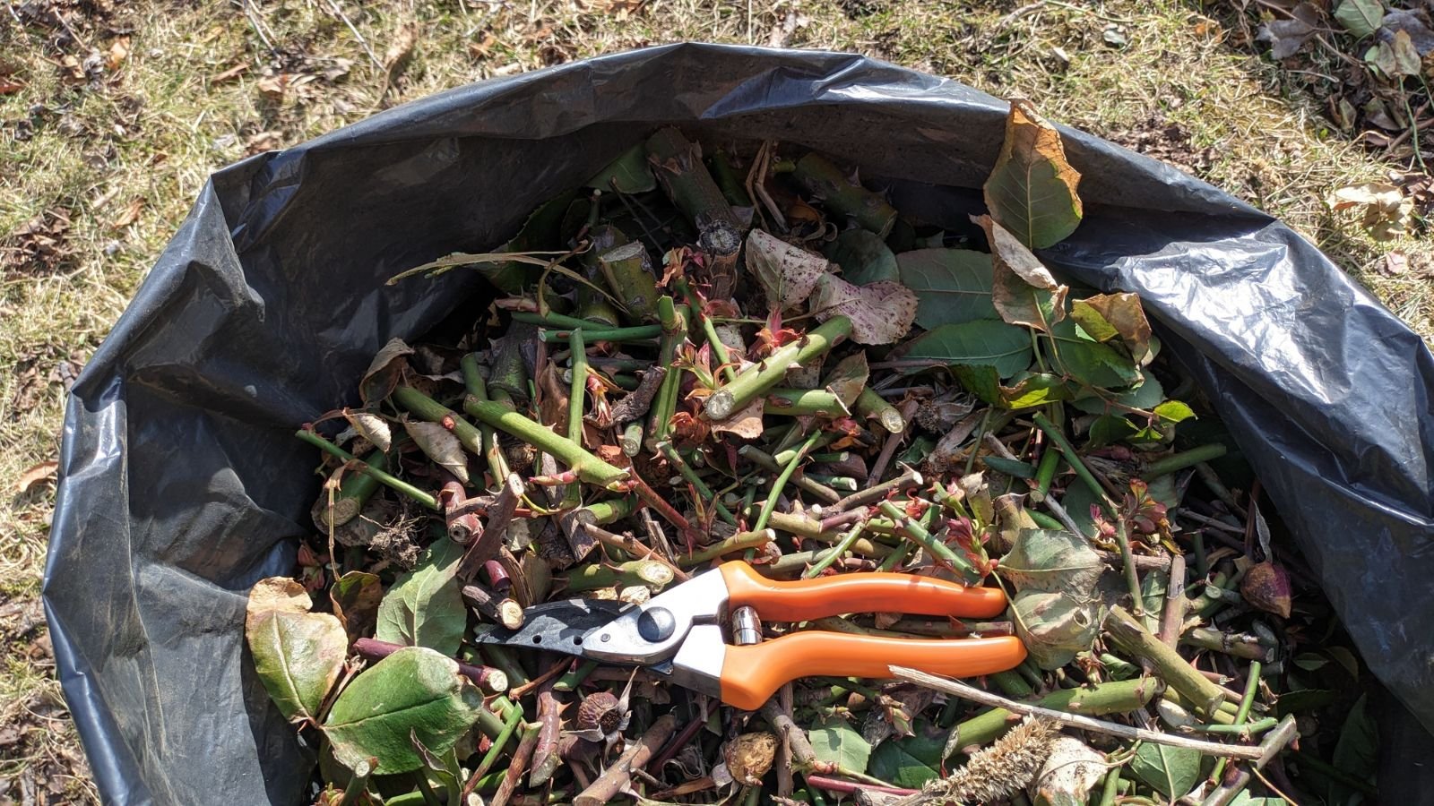 An overhead shot of a black garbage bag filled with garden debris and a pruner, placed in a well lit area outdoors