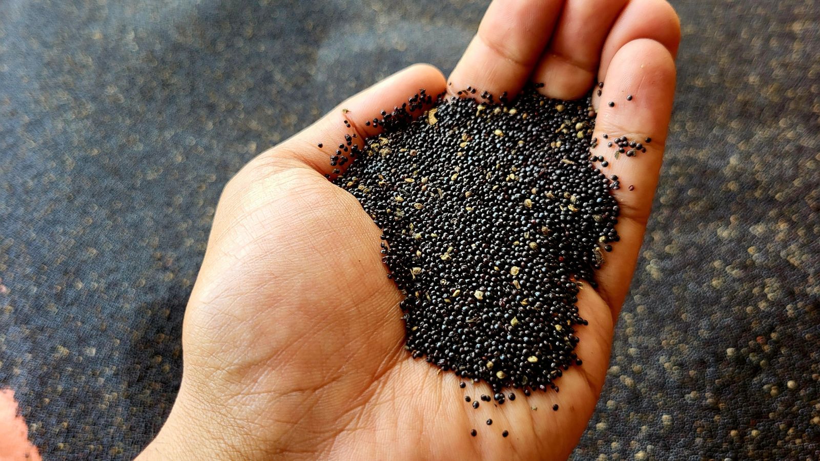 An overhead shot of a person's hand holding a pile of dark colored seeds of a flower placed in a well lit area indoors