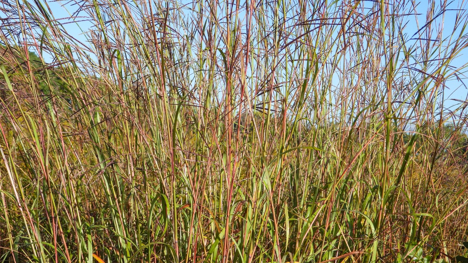 A dense field of tall, slender grass-like stalks with green and reddish-brown hues stands upright against a blue sky.