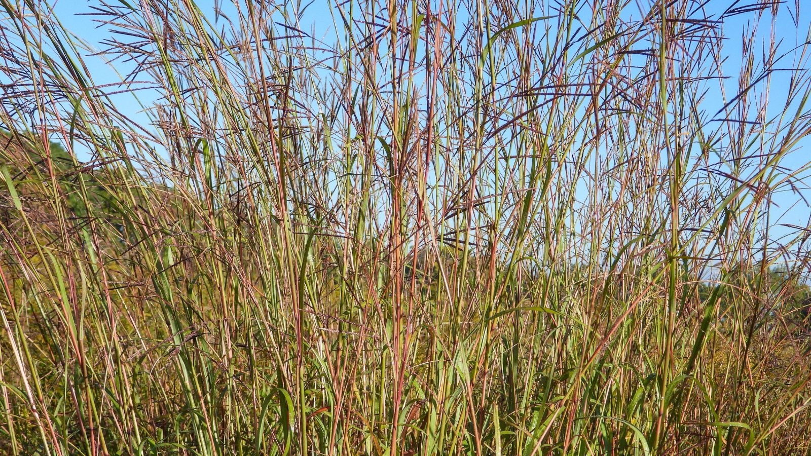 Tall, slender grass-like stems in shades of red-brown and green with feathery tops against a blue sky.