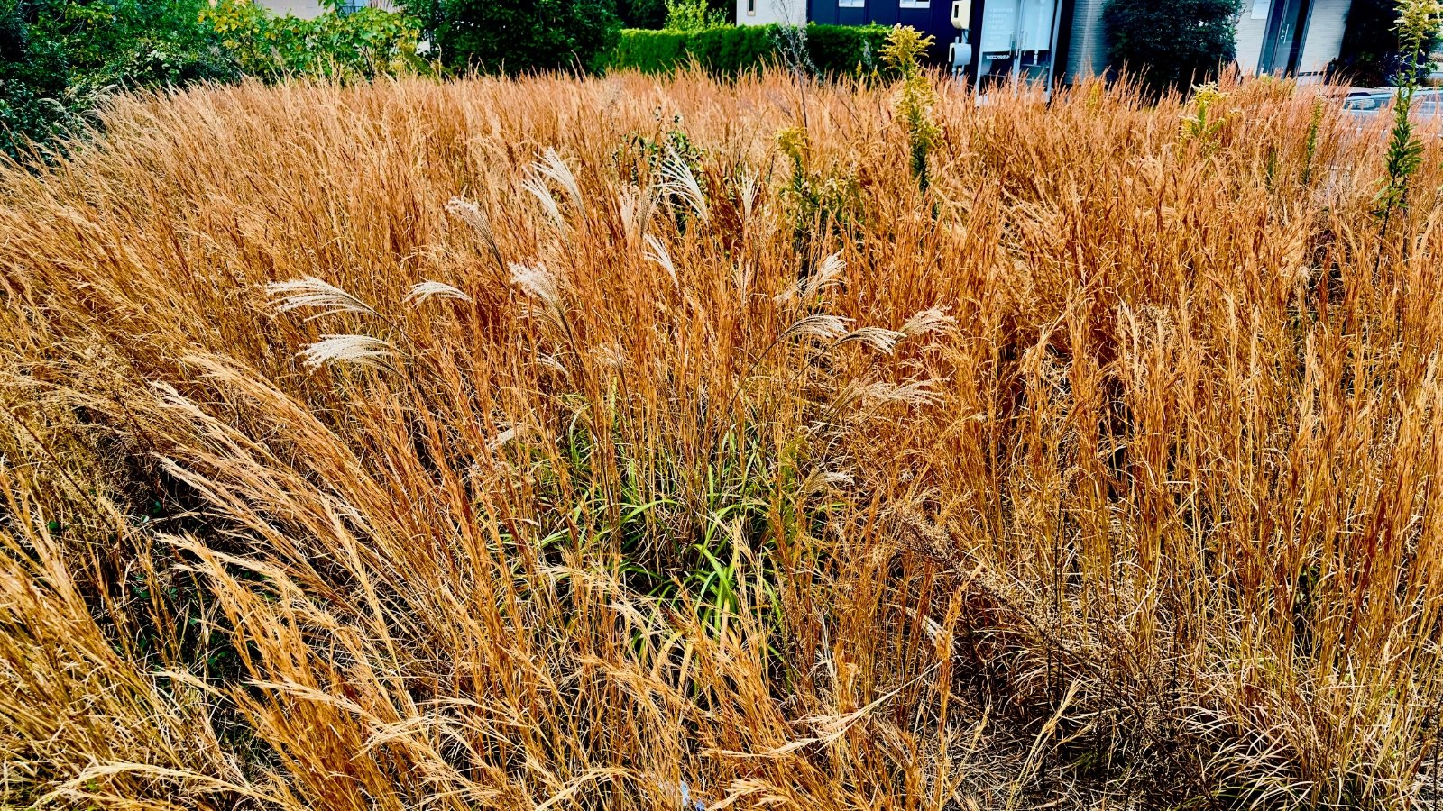 A wide field of tall, golden-brown grasses with some green patches under a bright sky.