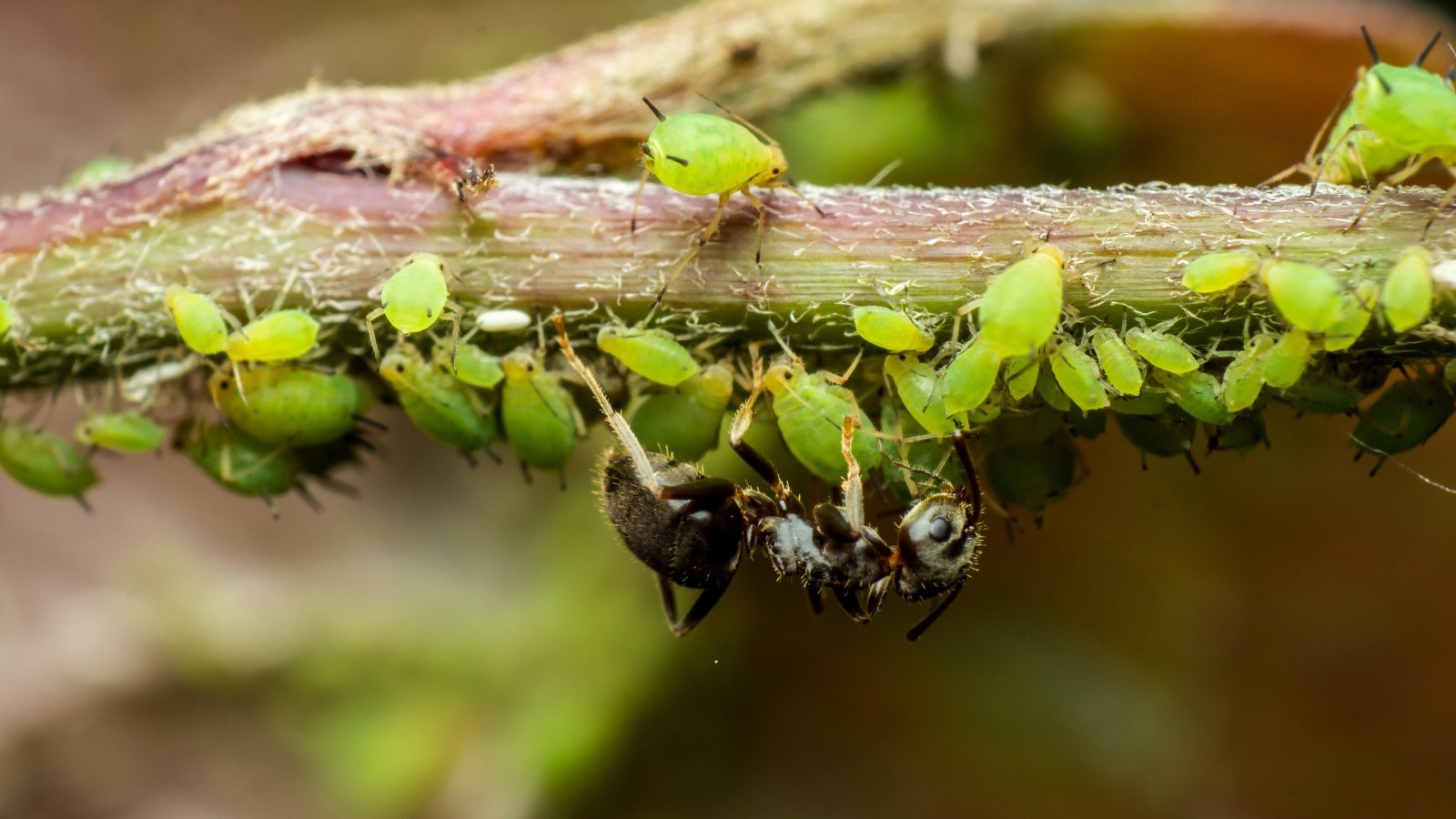 Close-up of an ant crawling over a cluster of green aphids densely covering a plant stem in a garden.
