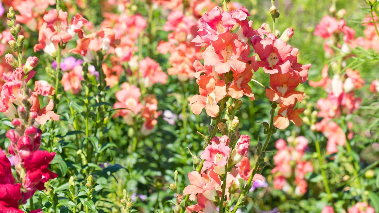 Soft pink, tubular flowers with delicate petals clustered densely along tall, slender stems.