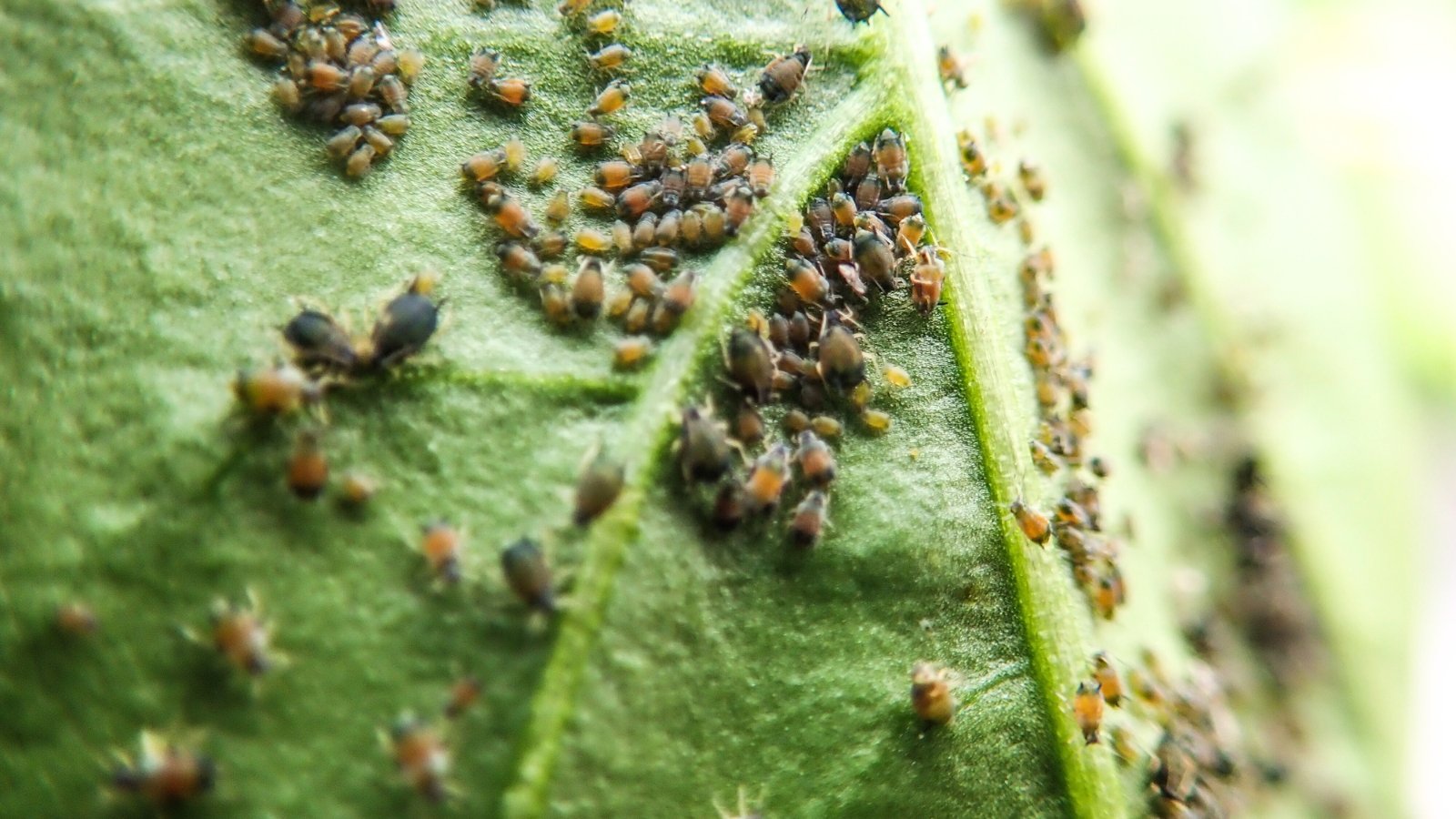 Clusters of tiny aphids densely packed on the underside of a green pepper leaf, visible along the veins.