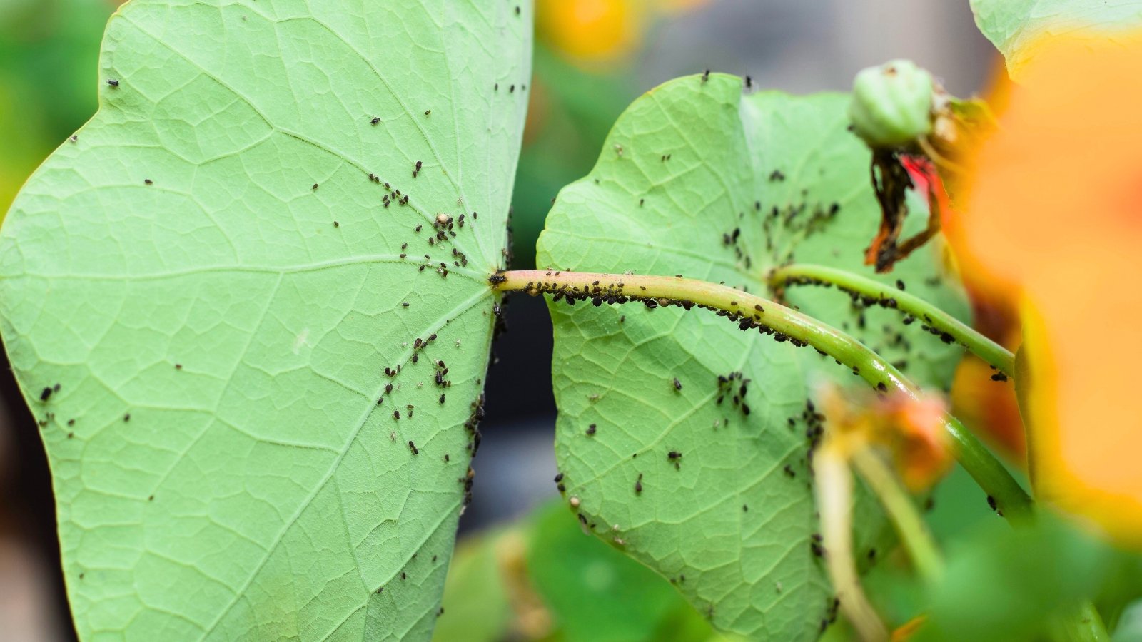 Clusters of tiny black aphids cover the stems and undersides of nasturtium leaves, causing curling and yellowing in the dense foliage.