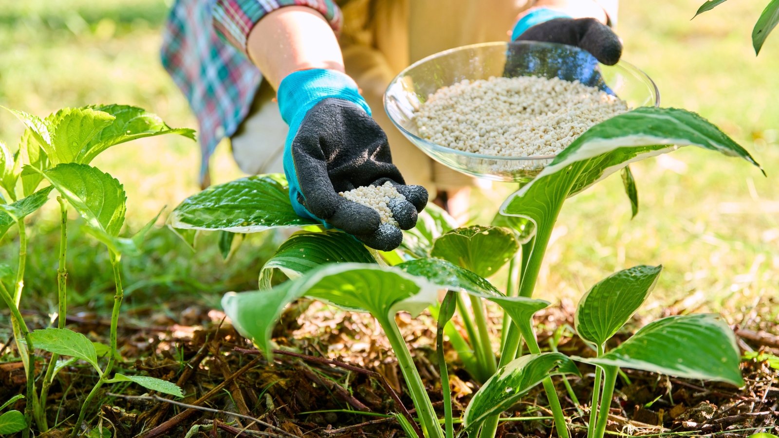 A gardener wearing blue gloves applies white granular fertilizer from a glass bowl to young hosta and hydrangea perennials featuring green foliage in a sunny garden.