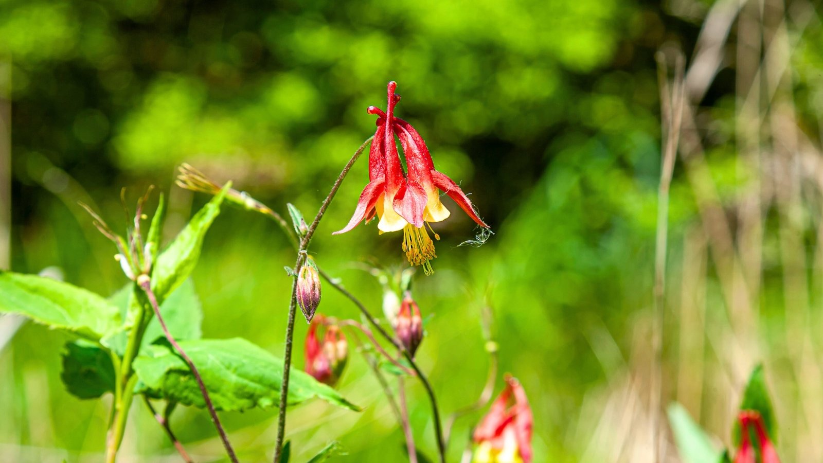 A delicate red and yellow flower with bell-shaped, spurred petals and prominent yellow stamens hangs downwards from a slender green stem, with several unopened buds visible below it.