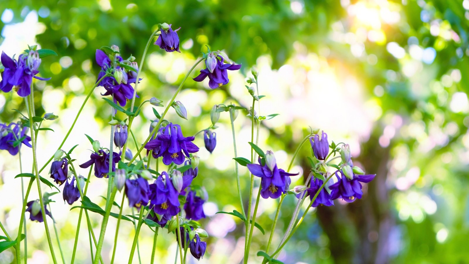Graceful, bell-shaped blue and purple flowers with long spurs hang from thin, branching stems among bright green leaves.