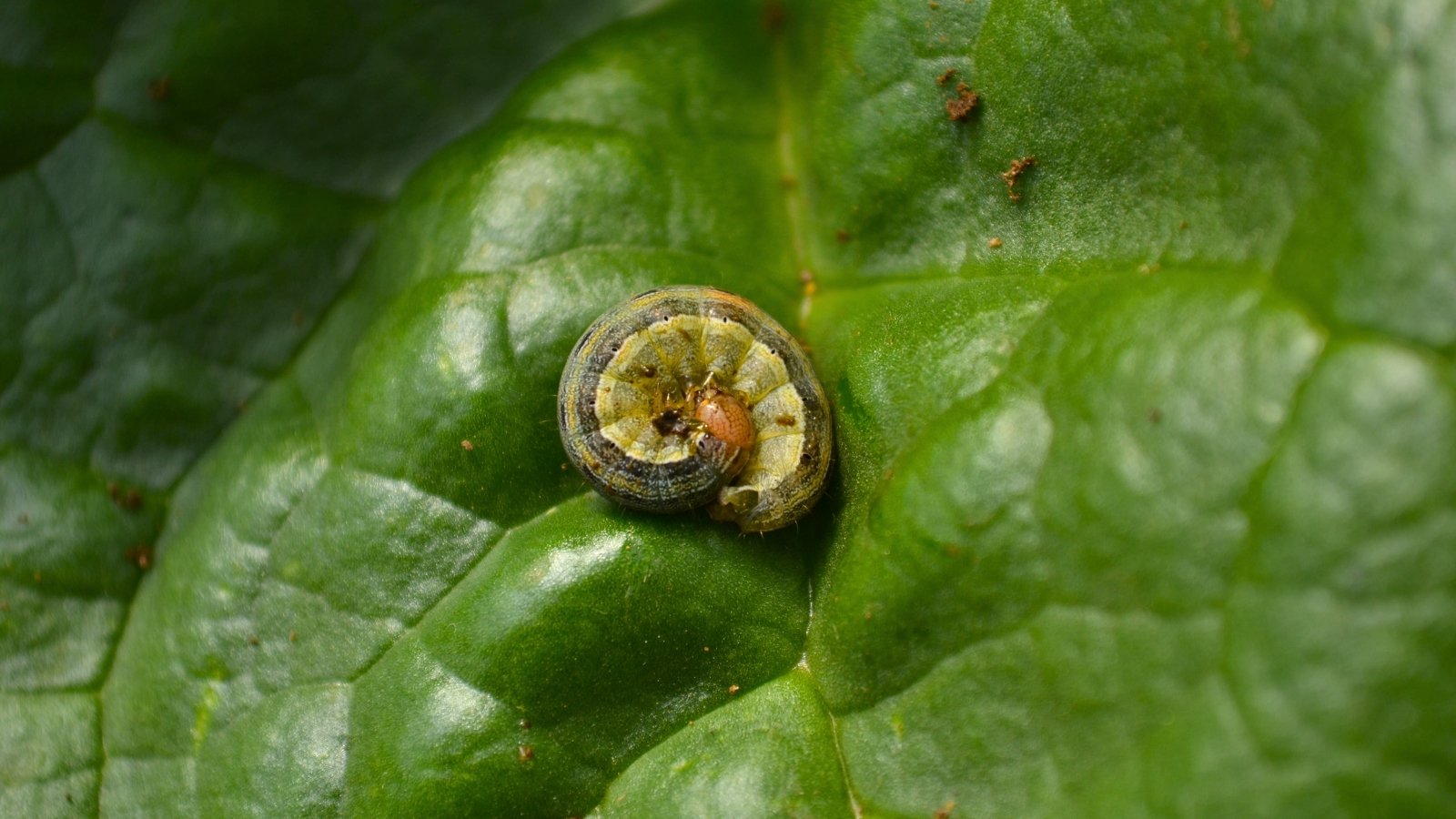 A twisted armyworm rests on a green leaf, its segmented body curled slightly with visible stripes along its back.
