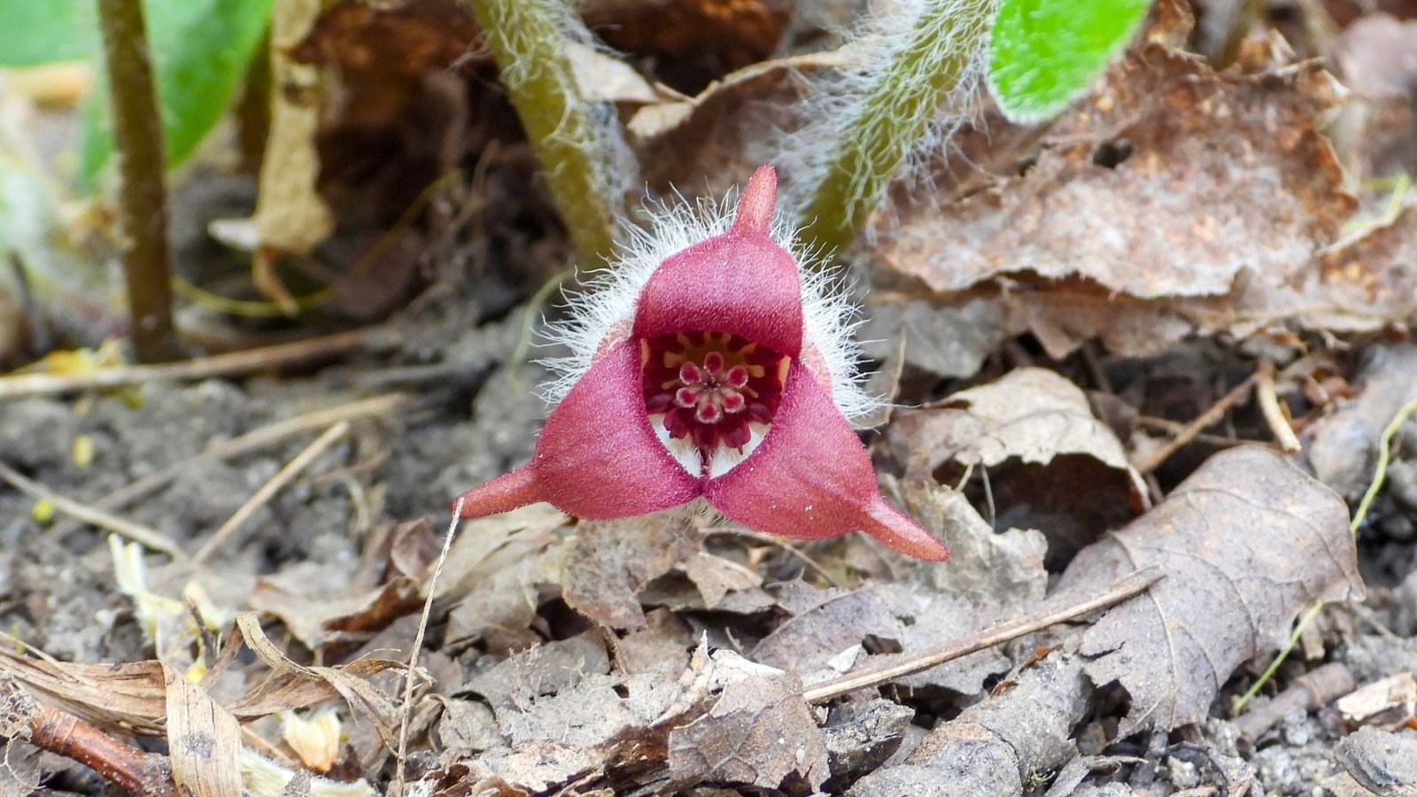 A solitary, hairy, reddish-brown, three-lobed, cup-shaped bloom emerges from a carpet of fallen leaves on the forest floor.
