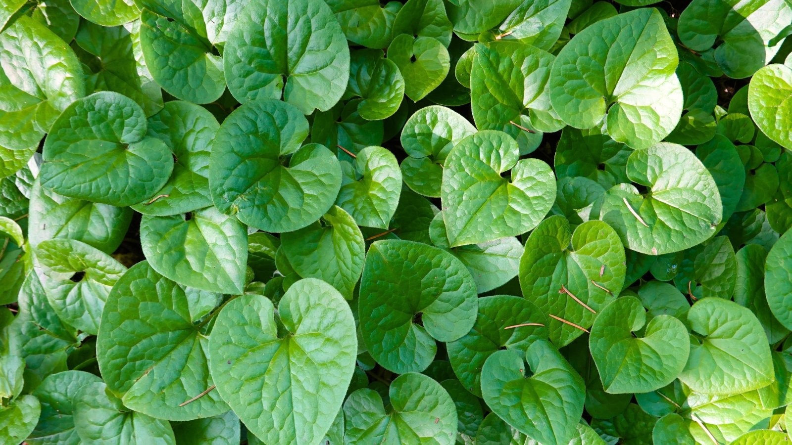 A low-growing plant with glossy, heart-shaped green leaves forming a dense, ground-hugging carpet in shady areas.