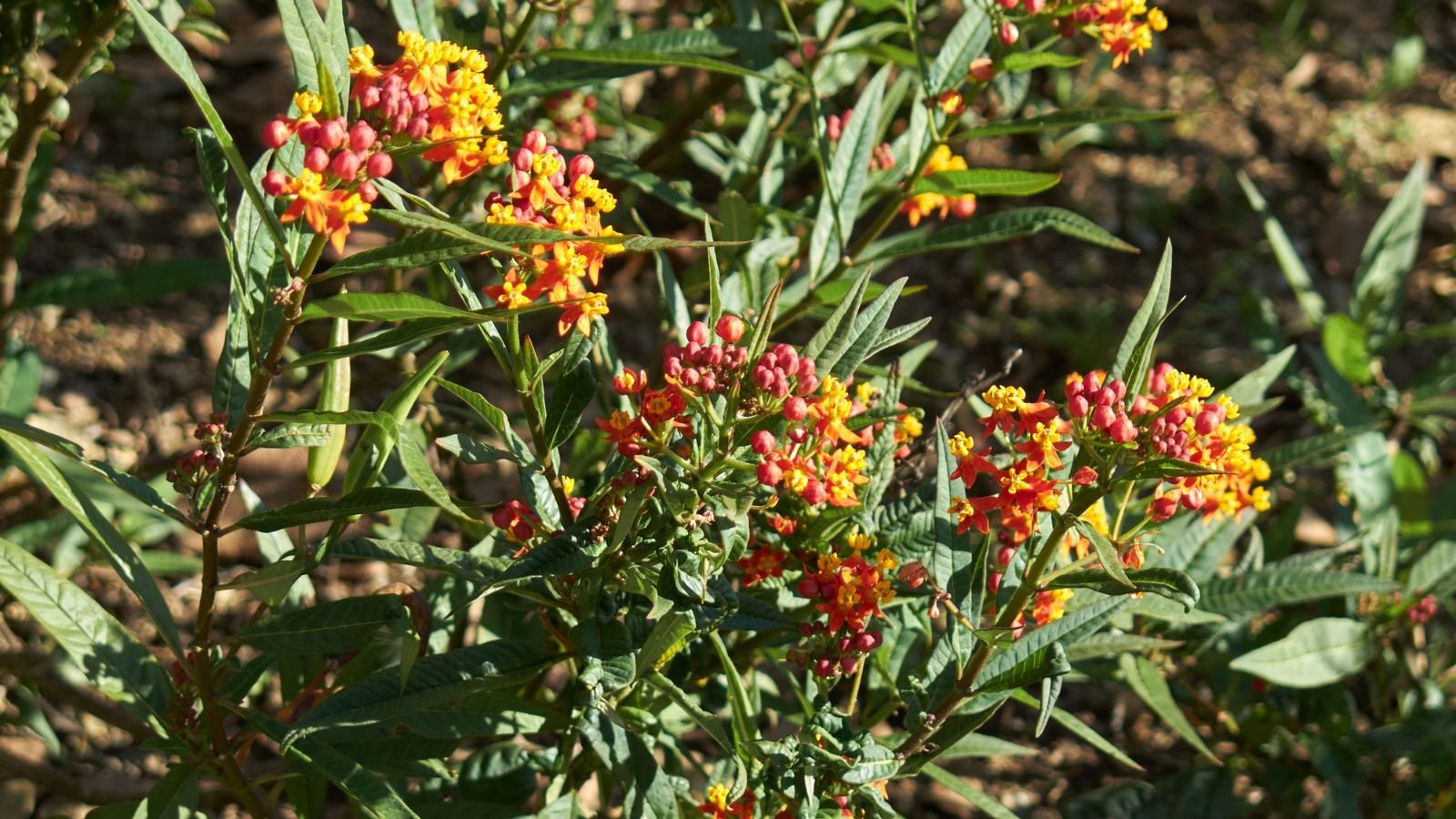 A healthy Asclepias curassavica plant with small clusters of red and yellow blooms