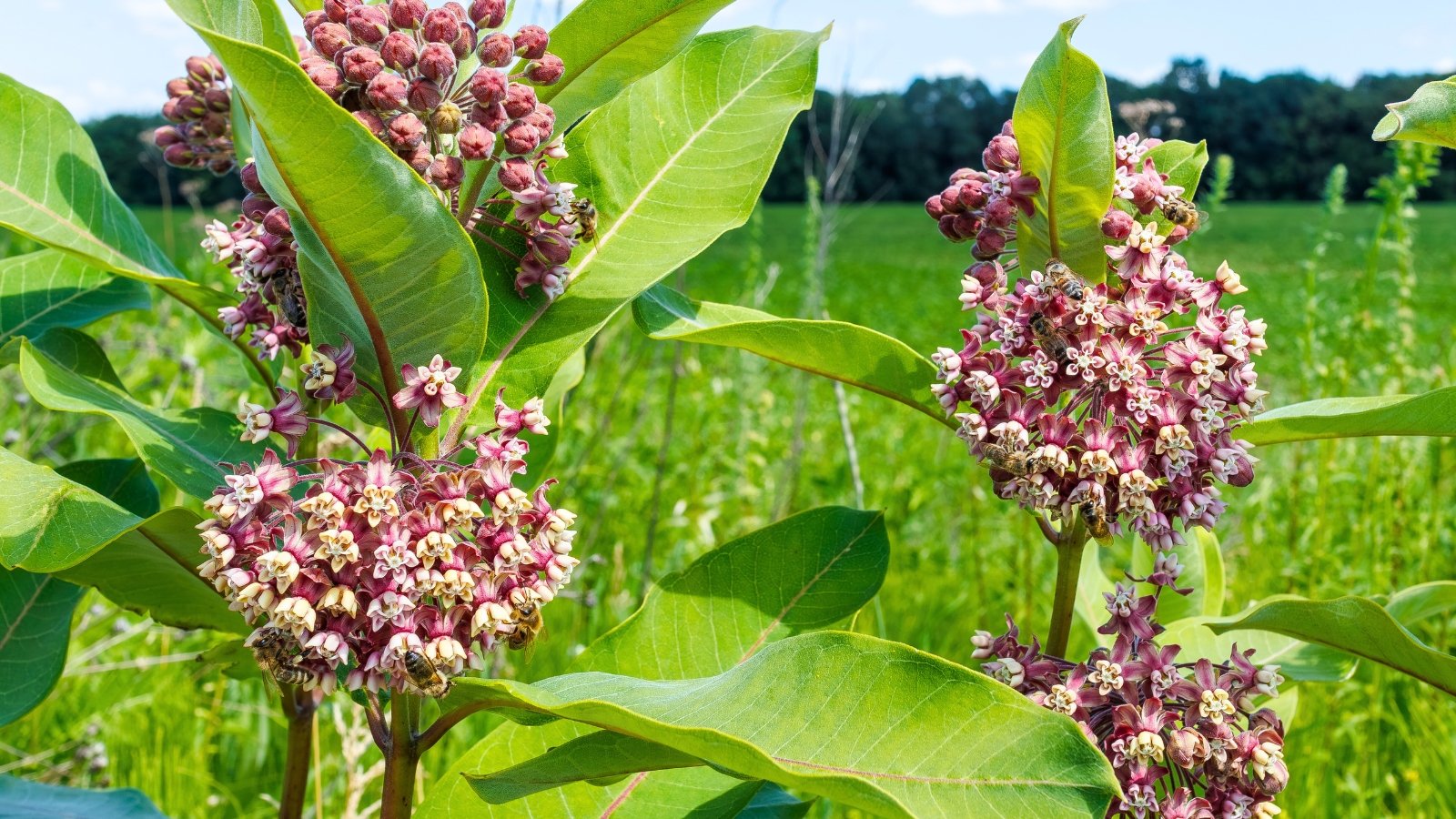 A large green plant features prominent clusters of small, star-shaped purple and white flowers, with broad, ovate leaves.