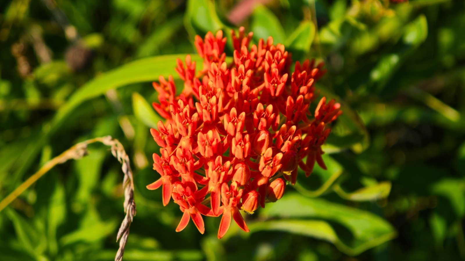 A vibrant orange cluster of numerous small, star-shaped flowers with five petals each, rests above blurred green leaves.